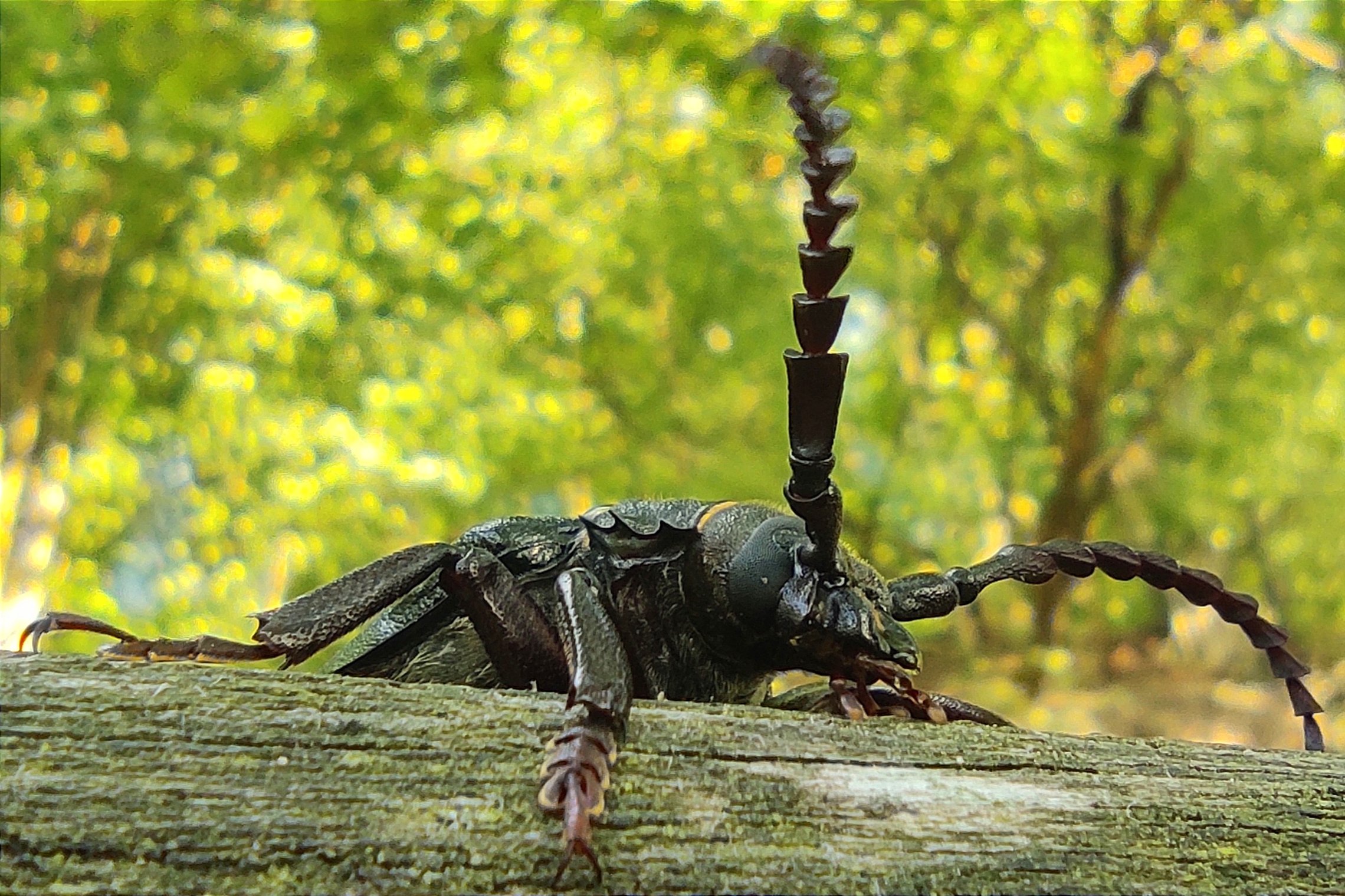 Iliustracija