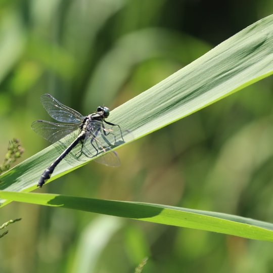 Iliustracija