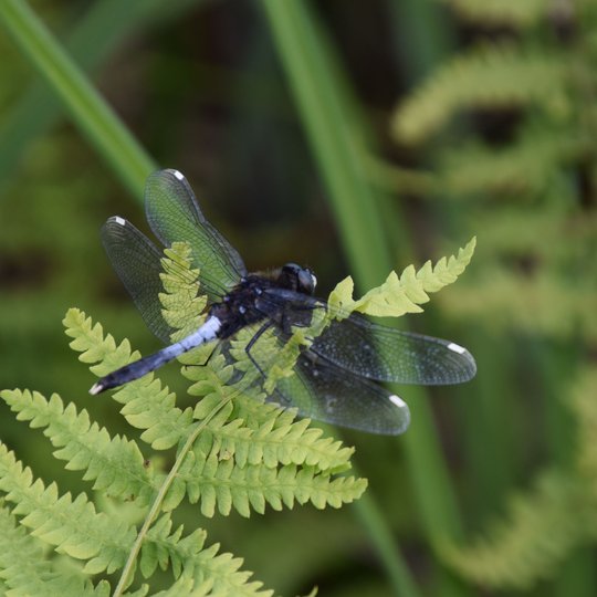Iliustracija