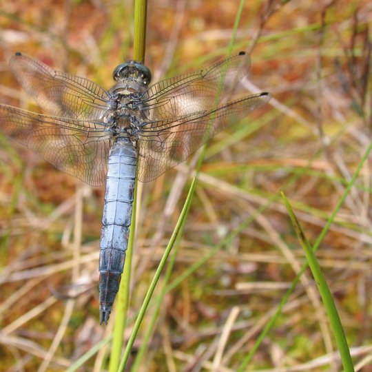 Iliustracija