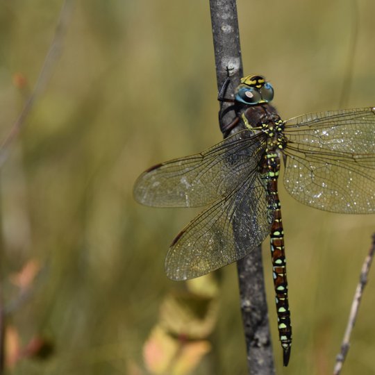 Iliustracija