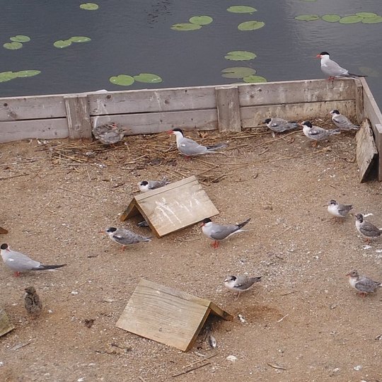 Iliustracija