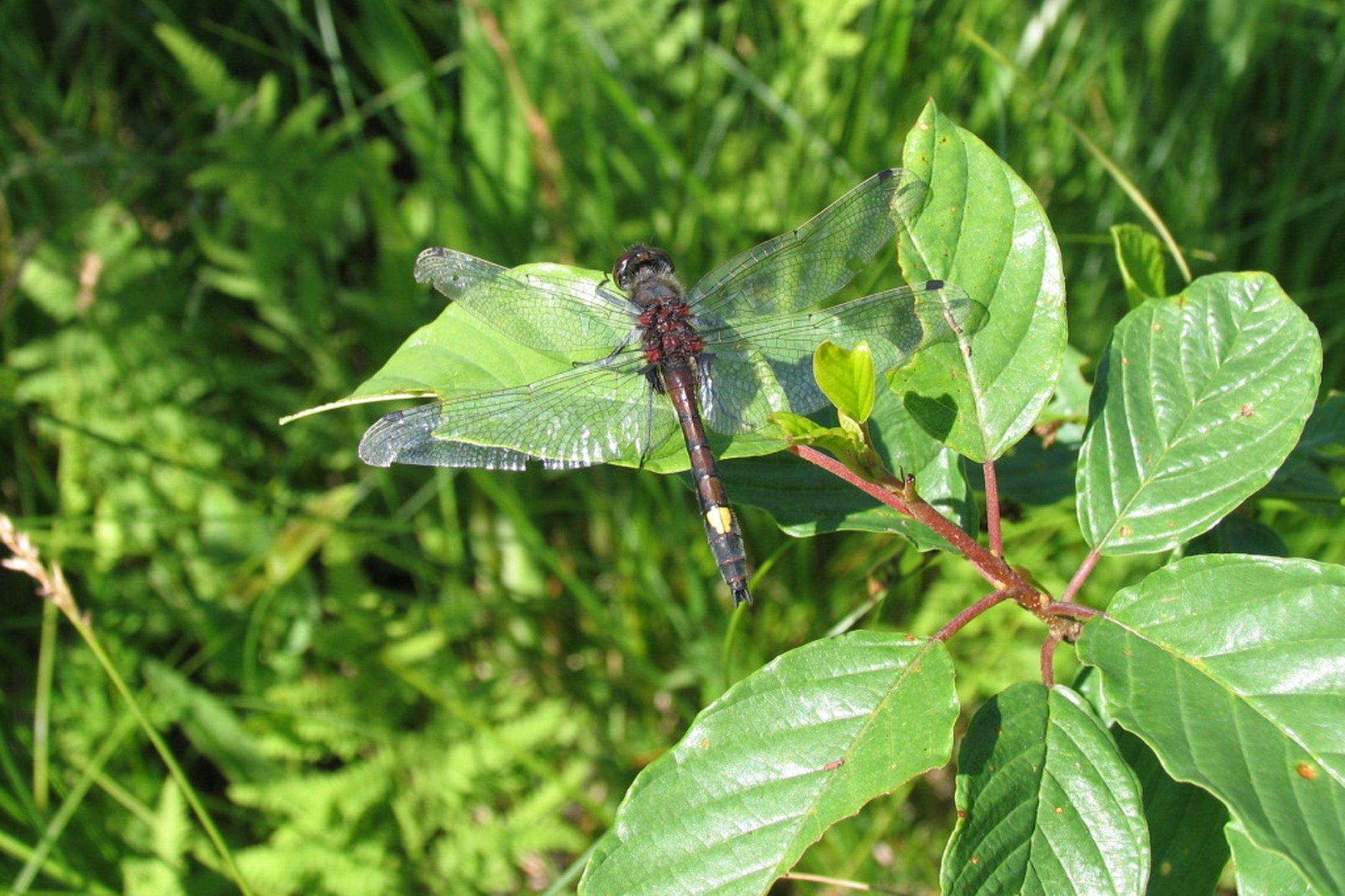 Iliustracija