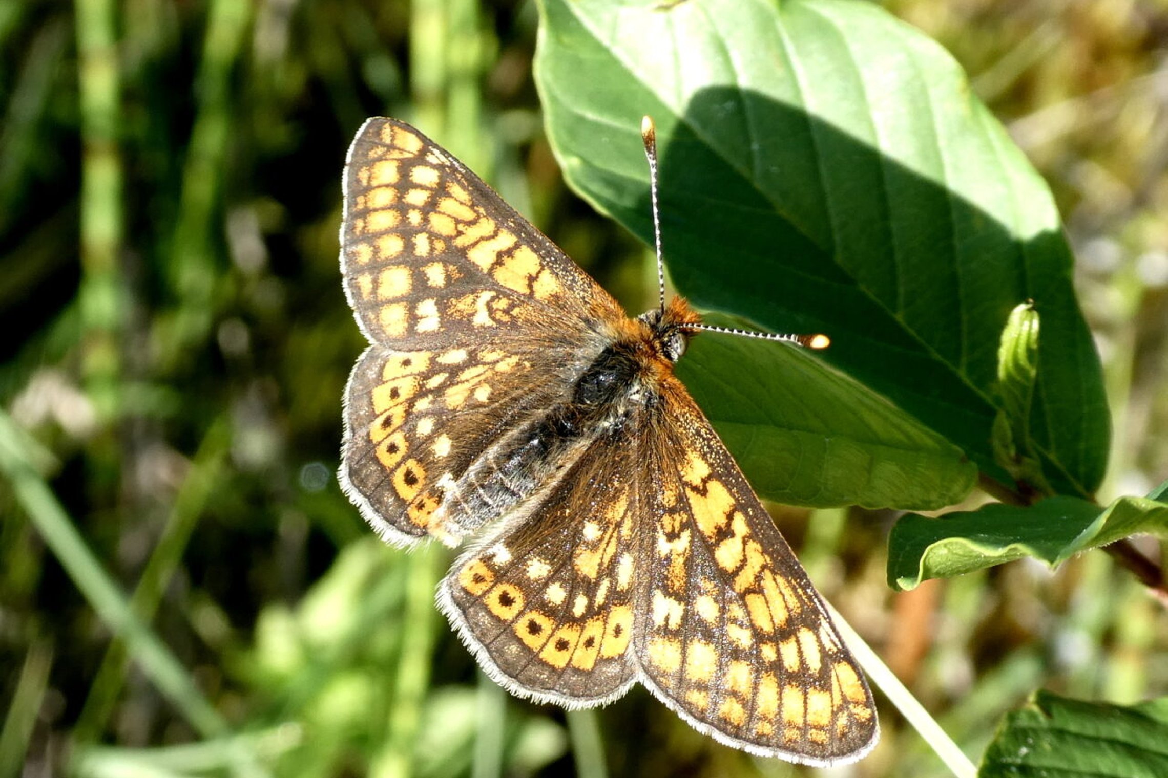 Iliustracija