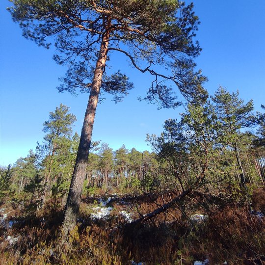 Iliustracija