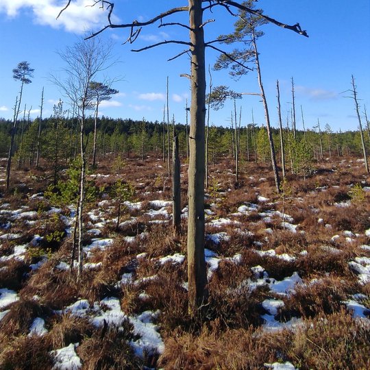 Iliustracija
