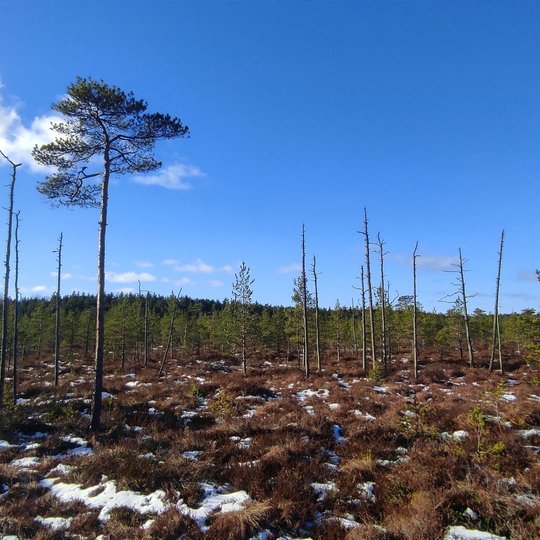 Iliustracija