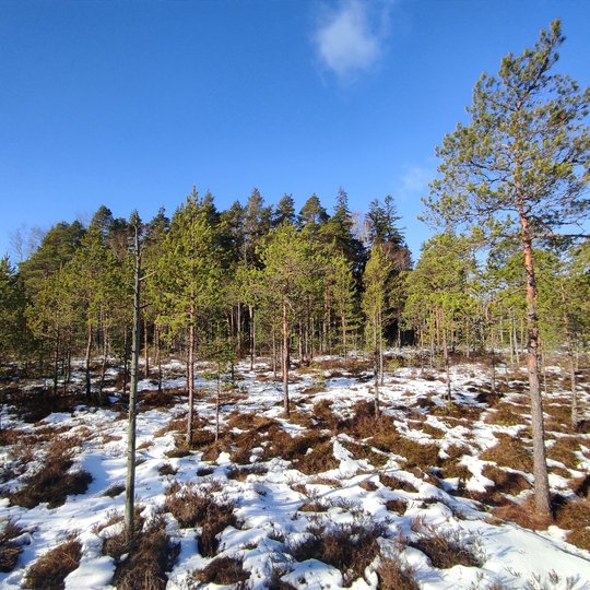 Iliustracija