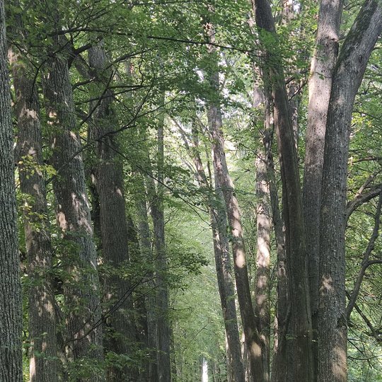 Iliustracija