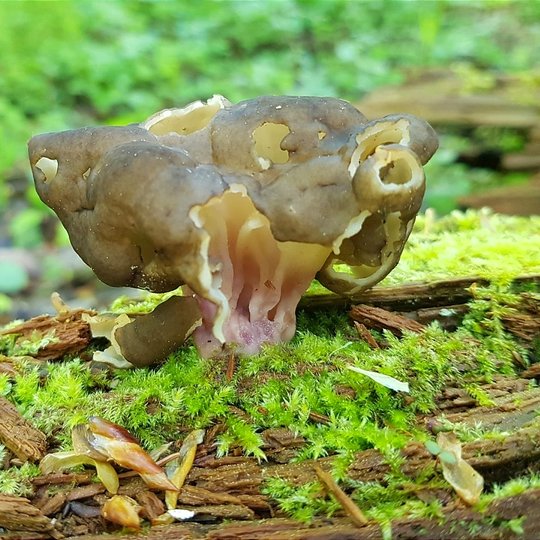 Iliustracija