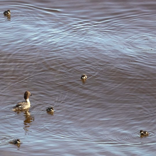 Iliustracija