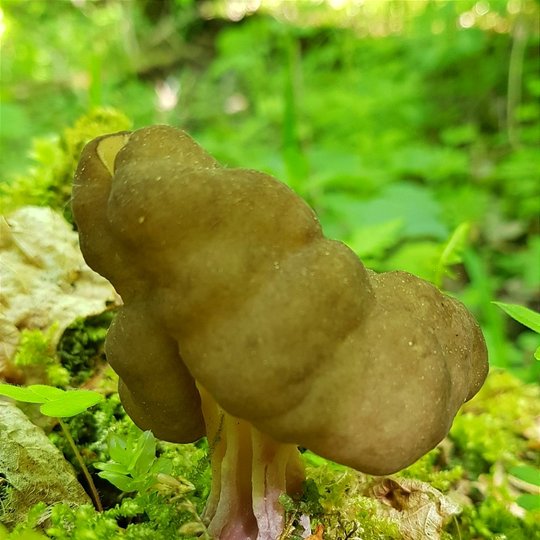 Iliustracija
