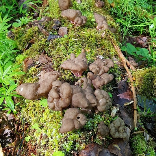 Iliustracija