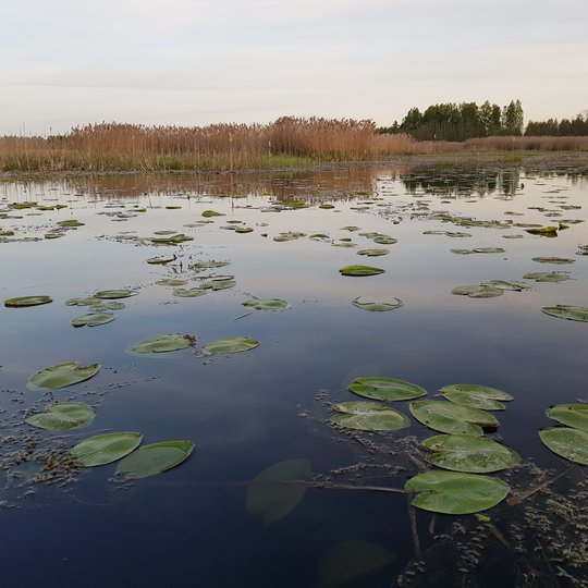 Iliustracija