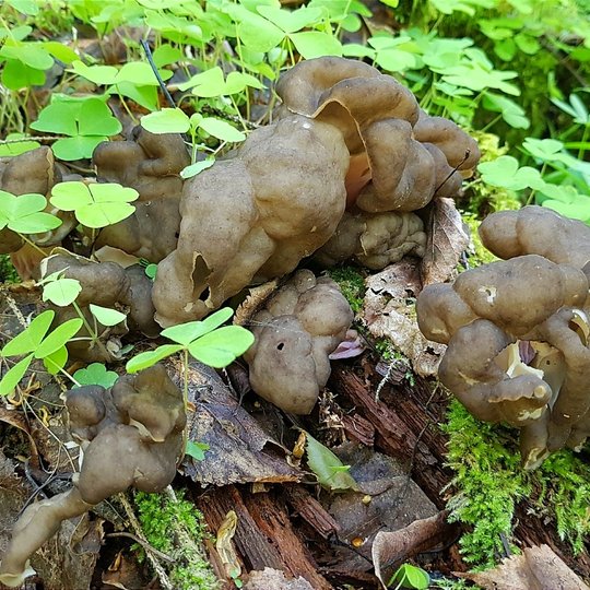 Iliustracija