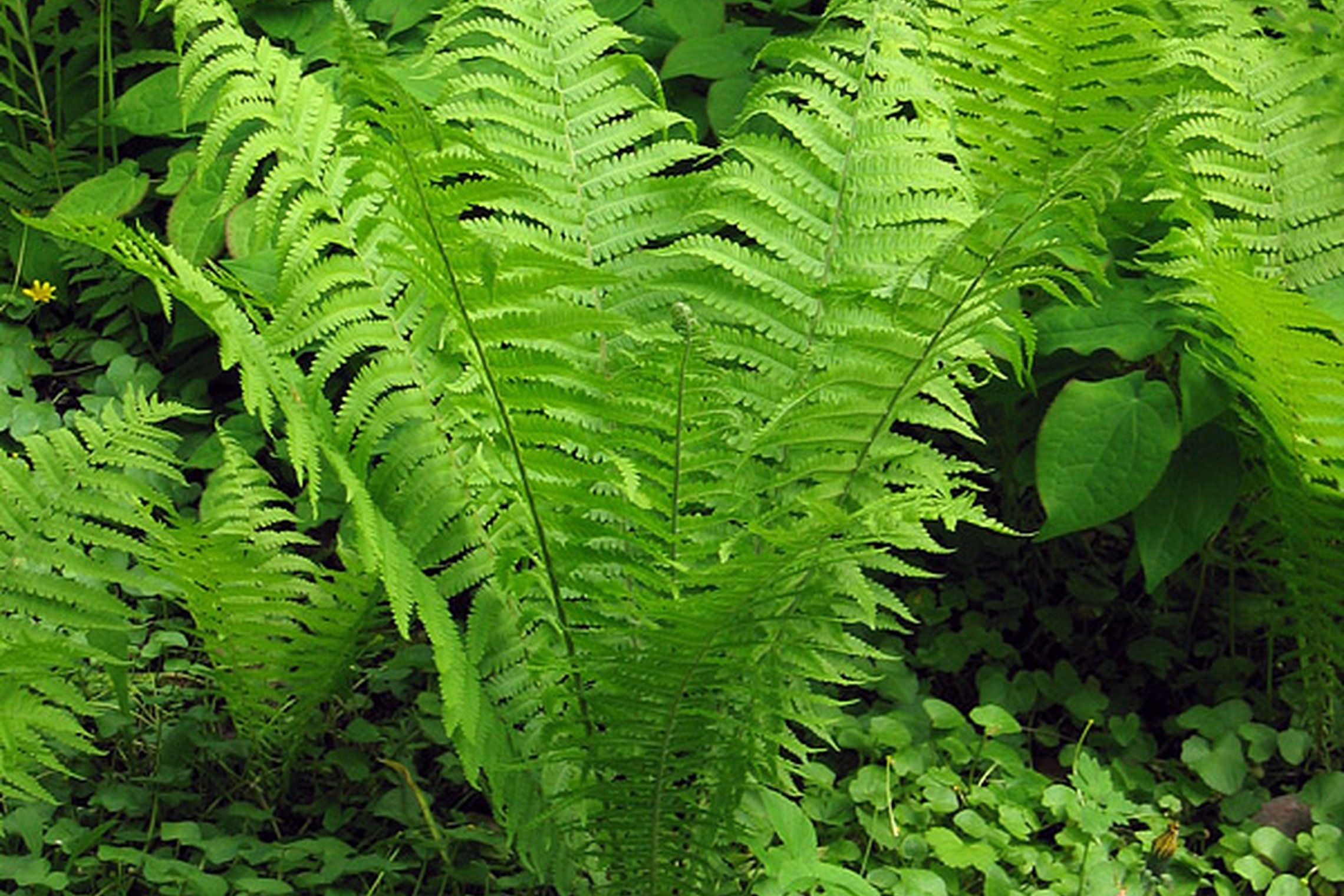 Iliustracija