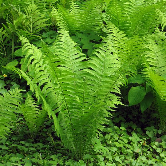 Iliustracija