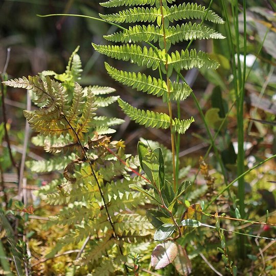 Iliustracija