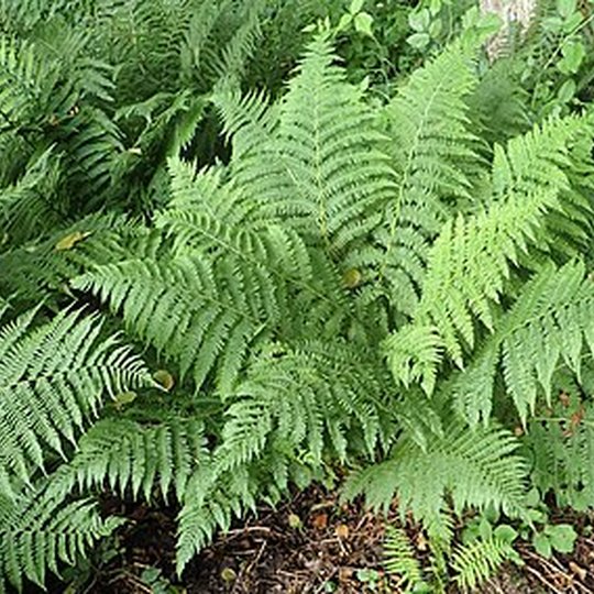 Iliustracija
