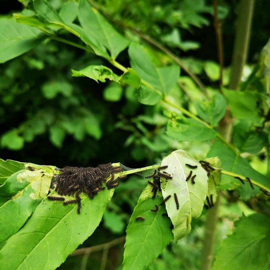 Iliustracija