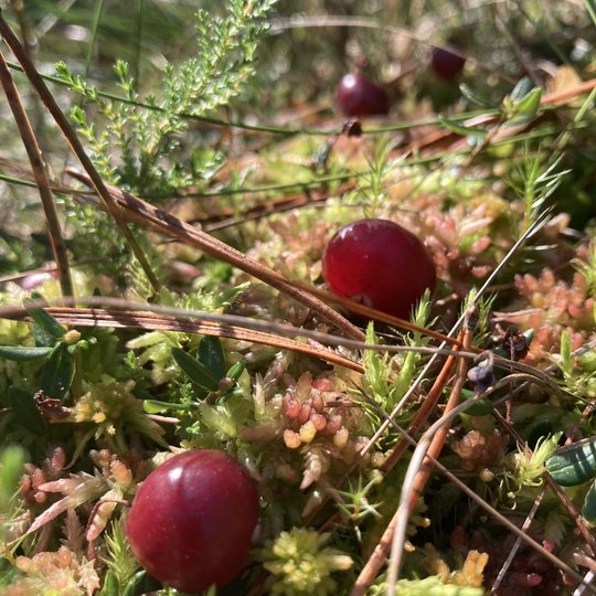 Iliustracija