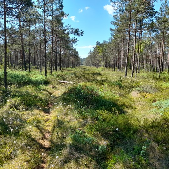 Iliustracija