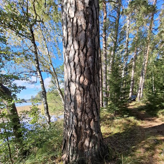 Iliustracija