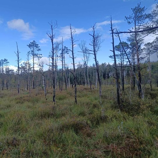 Iliustracija