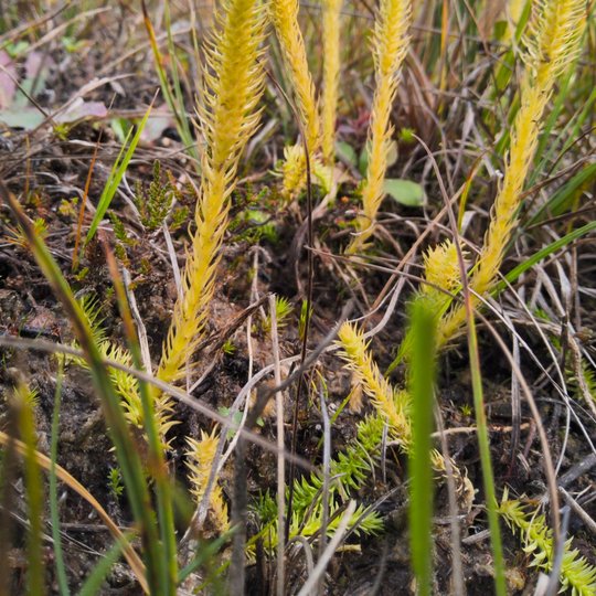 Iliustracija