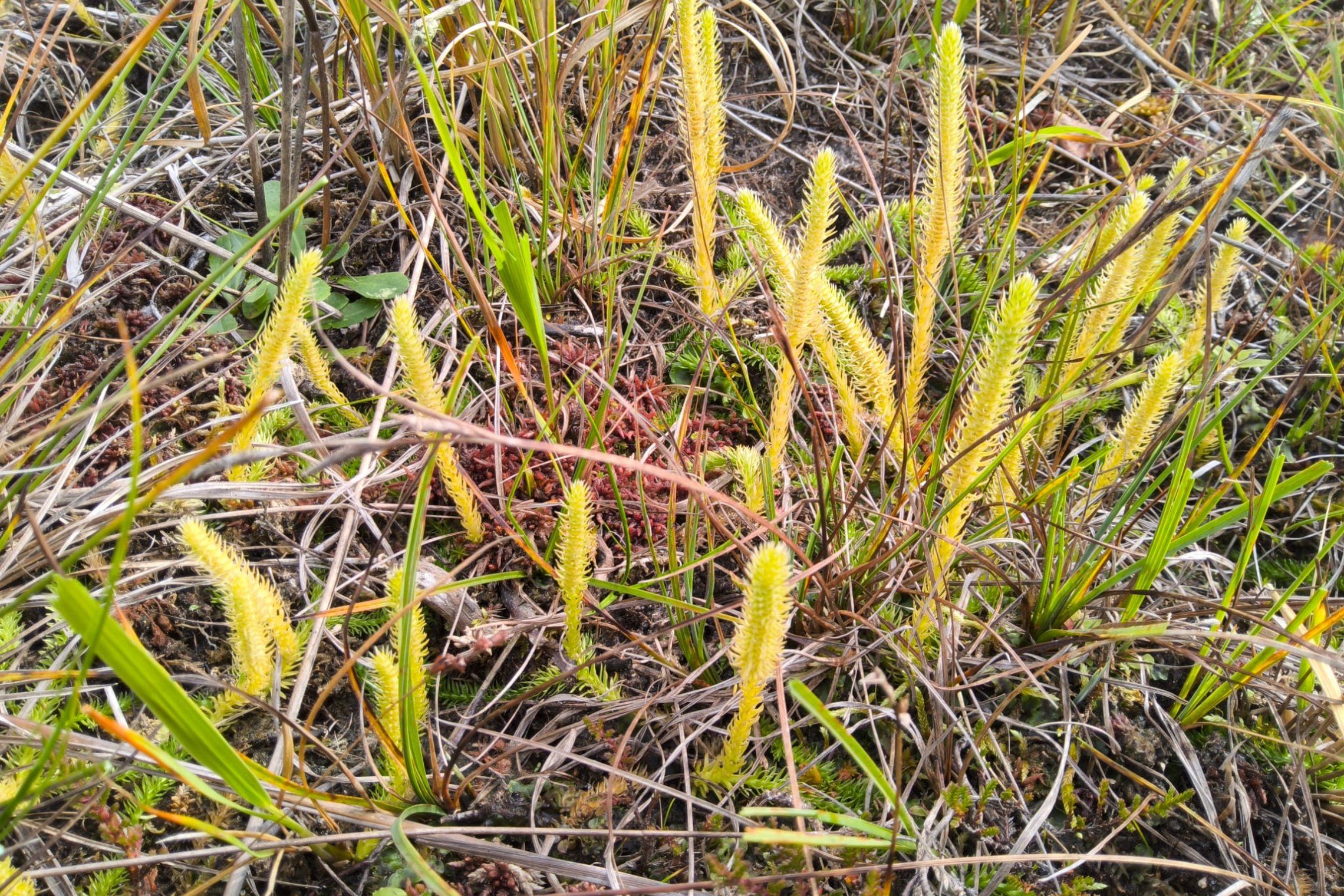 Iliustracija