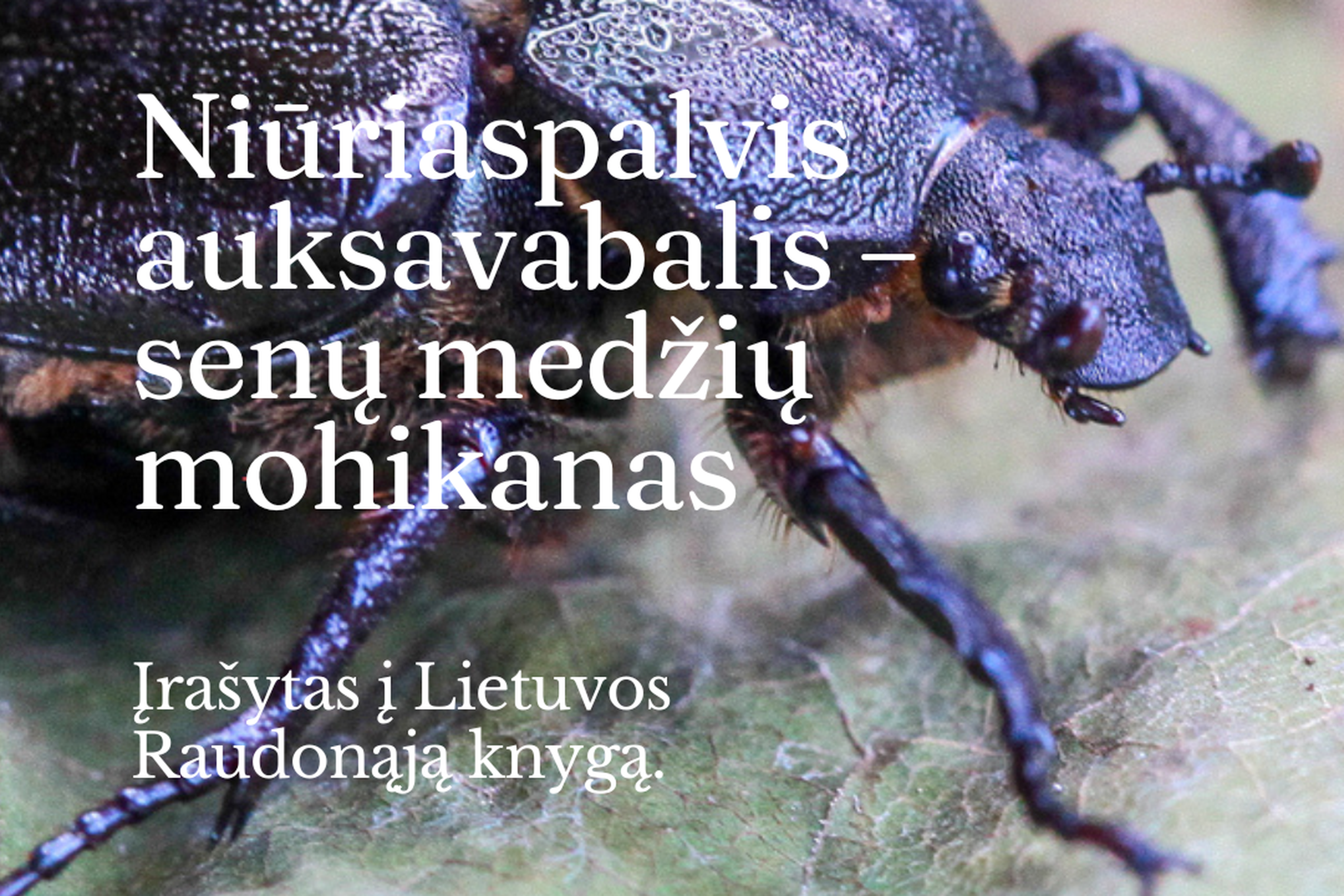 Iliustracija