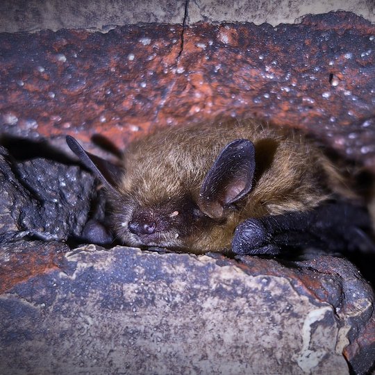 Iliustracija