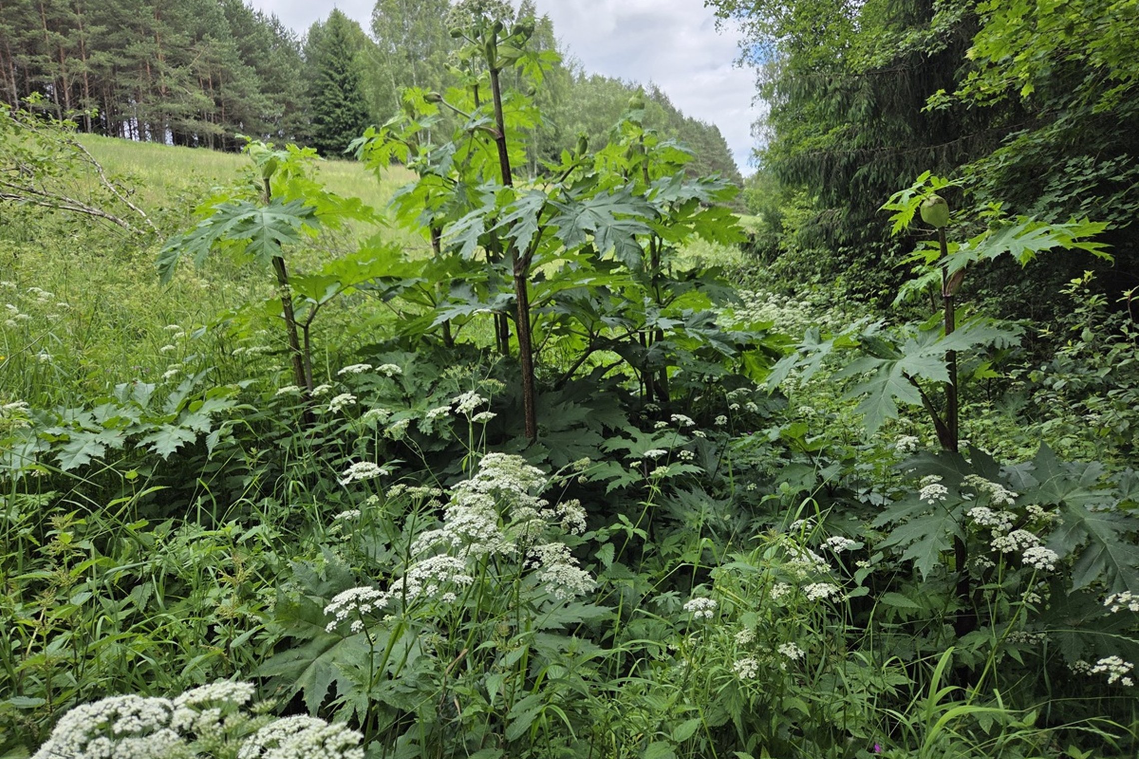 Iliustracija