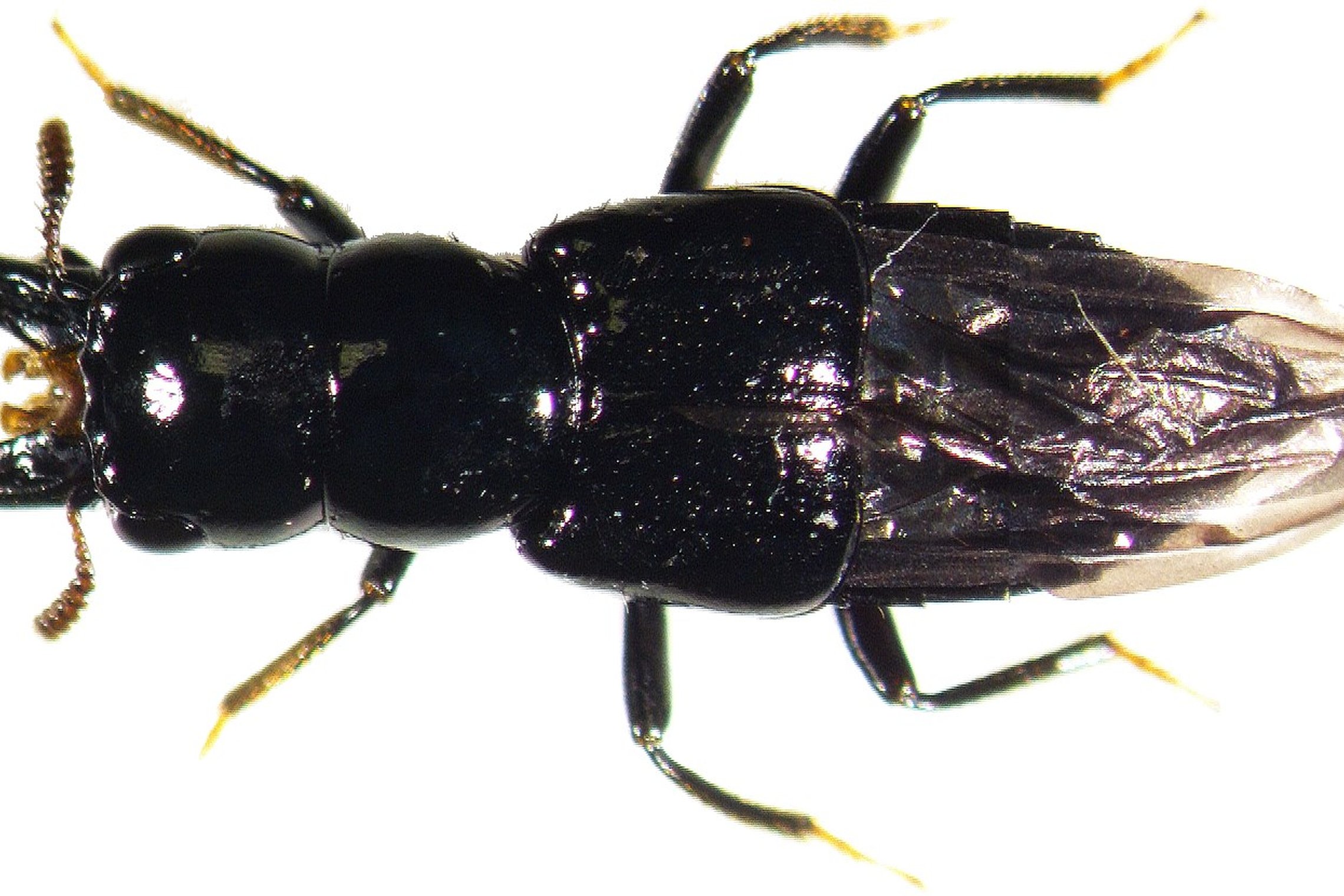 Iliustracija
