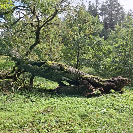 Iliustracija