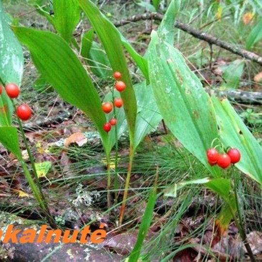 Iliustracija