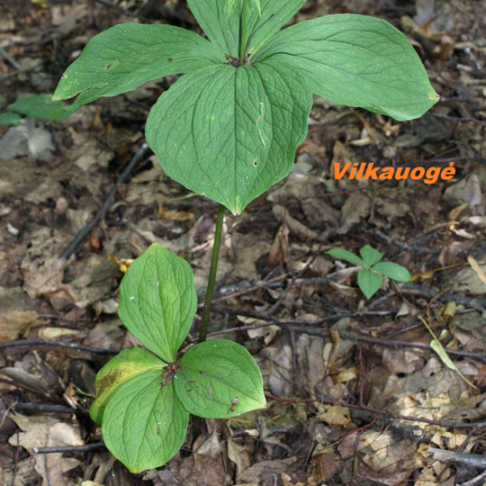 Iliustracija