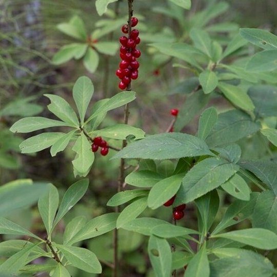 Iliustracija